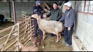 Мына Сага Арашан. 430 мин сомго Сатылган кой. Берекесин берсин!!!