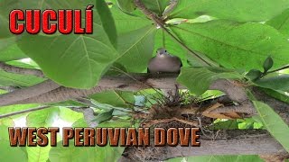 CUCULÍ | WEST PERUVIAN DOVE