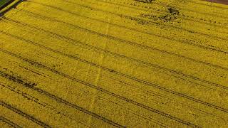 Flight over awesome Rapeseed Fields