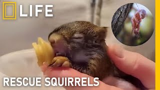 Rescuing injured squirrels and giving them a new chance at life | Animal rescue compilation