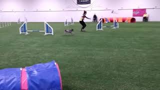 Miniature poodle Vili JANKK jumping course mini-3 27.10.2018