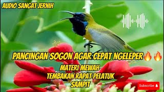 PANCINGAN SOGON AGAR CEPAT GACOR DAN NGELEPER🔥🔥 SOGON BAHAN AUTO LANGSUNG NYAUT #sogon #sogonbahan