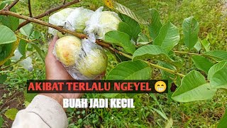 JAMBU KRISTAL : AKIBAT TERLALU NGEYEL DI BUAHKAN SEMUA 😁