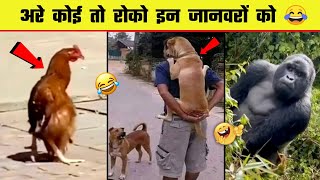 😂🤣  इन जानवरों की हरकत देख हंसी नहीं रुकेगी | Funny Animals moment caught on camera | Part 6