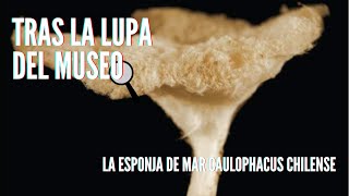 Tras la Lupa del Museo - La esponja de mar, Caulophacus chilense 🌊🔍