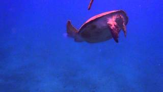 abu dabab 2012 ws turtle