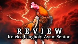 Review Koleksi Isi Kandang Penghobi Ayam Senior