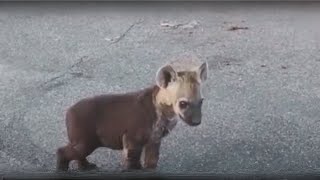 Saving injured hyenas and giving them a second chance at life | Animal rescue compilation