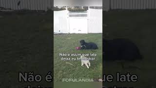 #animaisfofos #animais #animals #animal #cuteanimals #fofo #funny #funnyanimals #animaisengraçados