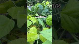 Harvesting mongbeans /mongos #garden #growingvegetables