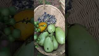 Panen Terong dan Cepokak | Harvest Eggplant & Mini Eggplant 😅