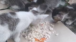 Kucing, "kucil" sedang makan bersama iduknya