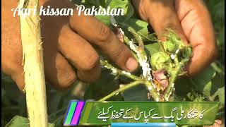 ملی بگ کپاس کا نقصان دہ کیڑا، تدارک ، cotten crop in punjab, Pakistan, agriculture