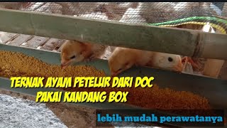 MEMELIHARA AYAM PETELUR DARI DOC DENGAN SISTIM KANDANG BOX