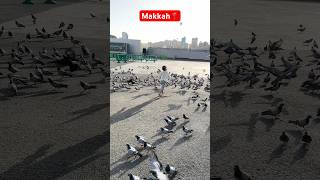 Makkah Birds || Makkah Shorts || #shorts #short #ytshorts #nawazrashadivlogs