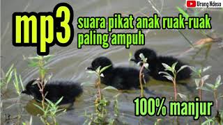 Suara Pikat Anakan Ruak Ruak Ampuh Buat Mikat Induknya