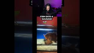 Can a fish eat that? #pablo #pablovintura #trending #viral