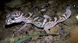 2 gecko sound song animal lizard mcb call geckoa pets eating enclosure eggs excavator atigrado asmr