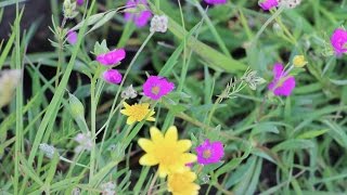 Sunol's Wildflower Festival