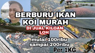 Berburu ikan koi kiloan di danau Cirata