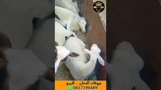 خروفات الدمان .. للبيع