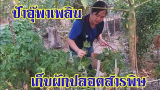 เก็บผักปลอดสารพิษ เศรษฐกิจพอเพียง | ป้าอุ๊พาเพลิน