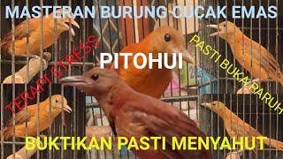 MASTERAN BURUNG CUCAK EMAS - PITOHUI