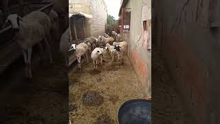 خروف يعرف إسمه 🐏 سبحان الله