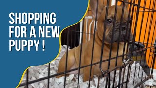 SURPRISE! We are shopping for a New Puppy !!