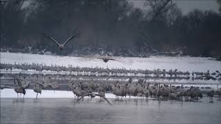 Lever des Grues cendrées dans la neige au Lac du Der en Champagne (Janvier 2019)