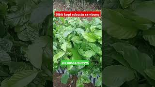 Bibit kopi robusta sambung