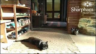 Cat meditation - mindfulness for cats from The Sharpham Trust