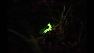 Glow worm