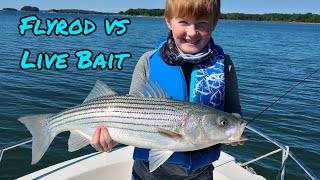 Maine Striped Bass Fishing, Live Bait vs Fly Rod