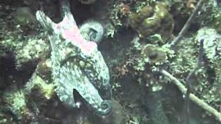 Underwater Creatures in Bonaire ... Nurse Shark, Porcupine fish, Scorpion Fish, Moray Eels, Octopus