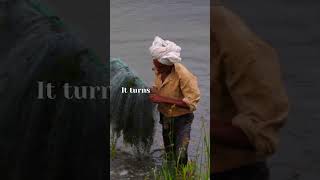 Crocodile Entangled in fishing Net #shorts #wildlife #nature #explore #naturelovers #india