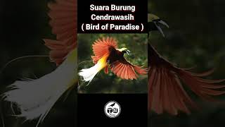 Suara burung Cendrawasih / Bird of Paradise sound #cendrawasih #birds