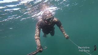 Bir Başka Kedi Besleme Videosu. #Yalova #ZıpkınAvı #Spearfishing