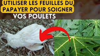 les vertus des feuilles du papayer dans l'élevage des poulets