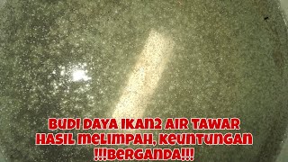 PEMIJAHAN IKAN PAPUYU/BETOK DAN BUDIDAYA, IKAN AIR TAWAR, HASILNYA TIDAK MEMBOHONGI HASIL!!!