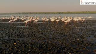 India Aerial Videos: Wild Mumbai | Flamingos in Mumbai