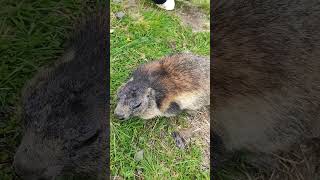 Marmots from Austrian Alps (сурки / świstaki/ švilpikai)