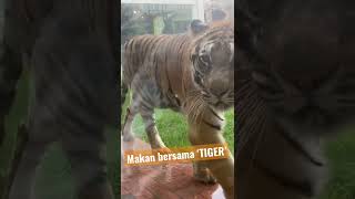 Yuk Makan bareng Harimau di Lembang Park Zoo