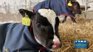 Why feed Milk Replacer v's Whole Milk?