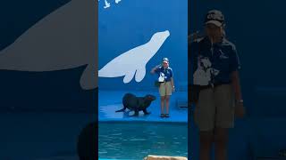 Sea Lion Show Manila Ocean Park | #shorts