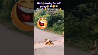 Comedy video🐕😜 | dog vs duck | funny video | funny shorts | @Wildshikaari007 | #shorts