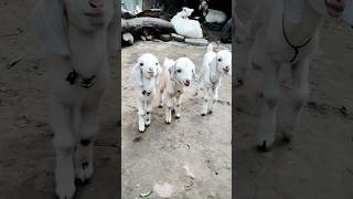 goat baby #shorts #goats #animals #bakra #bakridmubarak #bakridspecial