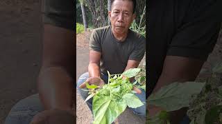 Daun & Buah CIPLUKAN || Untuk obat: Kolesterol, Lambung, Jantung, Stroke