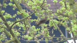 Cetti's Warbler