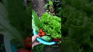 Panen Sayur Di Mahmudah.garden